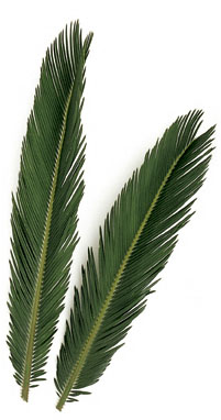 Sage Palm